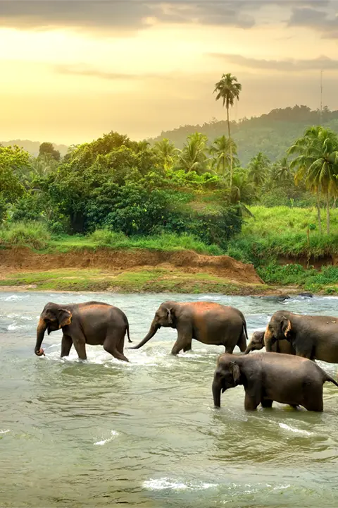 Nadar con tiburones Elefantes en Sri Lanka