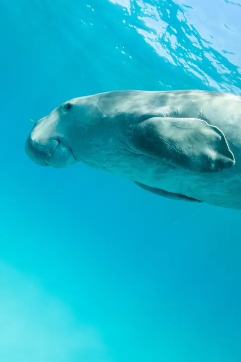 Dugong Filipinas