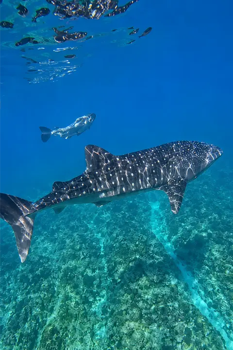 Nadar con tiburones Nadando con tiburones