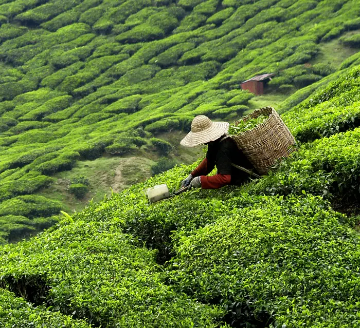 Viajar a Sri Lanka y Maldivas Plantación de té en Sri Lanka
